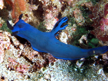 Gloomy Tambja - Tambja morosa - Bali, Indonesia Gloomy Tambja - Tambja morosa - Bali, Indonesia
