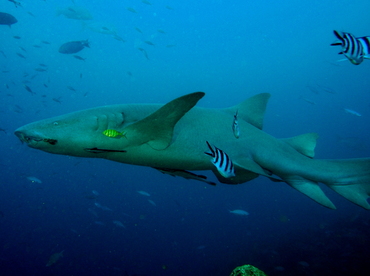 Tawny Nurse Shark - Nebrius ferrugineus - Fiji Tawny Nurse Shark - Nebrius ferrugineus - Fiji