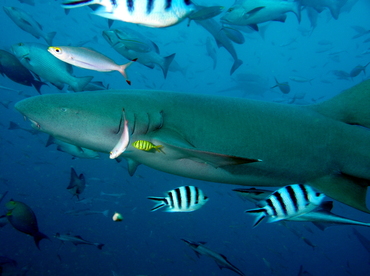 Tawny Nurse Shark - Nebrius ferrugineus - Fiji Tawny Nurse Shark - Nebrius ferrugineus - Fiji