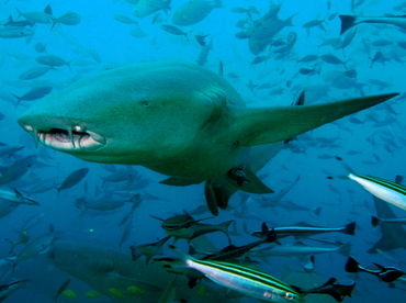 Tawny Nurse Shark - Nebrius ferrugineus - Fiji Tawny Nurse Shark - Nebrius ferrugineus - Fiji
