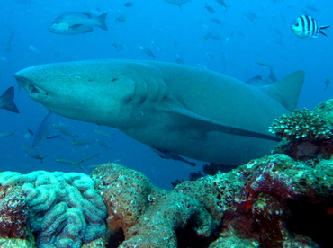 Tawny Nurse Shark - Nebrius ferrugineus - Fiji Tawny Nurse Shark - Nebrius ferrugineus - Fiji