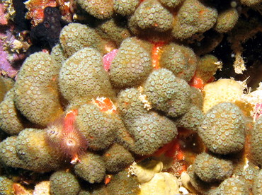 Ten-Ray Star Coral - Madracis decactis - Aruba Ten-Ray Star Coral - Madracis decactis - Aruba