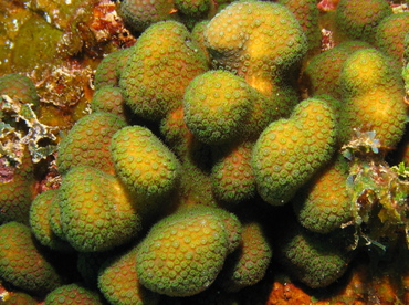 Ten-Ray Star Coral - Madracis decactis - Grand Cayman Ten-Ray Star Coral - Madracis decactis - Grand Cayman