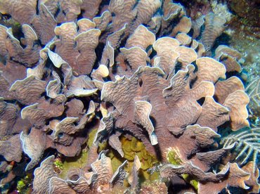 Thin Leaf Lettuce Coral - Agaricia tenuifolia - Roatan, Honduras Thin Leaf Lettuce Coral - Agaricia tenuifolia - Roatan, Honduras