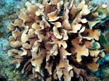 Thin Leaf Lettuce Coral - Agaricia tenuifolia - Belize Thin Leaf Lettuce Coral - Agaricia tenuifolia - Belize
