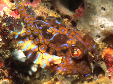 Thornback Cowfish - Lactoria fornasini - Anilao, Philippines Thornback Cowfish - Lactoria fornasini - Anilao, Philippines