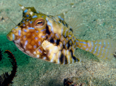 Thornback Cowfish - Lactoria fornasini - Bali, Indonesia Thornback Cowfish - Lactoria fornasini - Bali, Indonesia