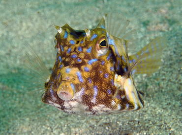 Thornback Cowfish - Lactoria fornasini - Bali, Indonesia Thornback Cowfish - Lactoria fornasini - Bali, Indonesia