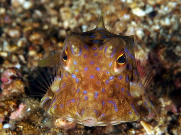 Thornback Cowfish - Lactoria fornasini - Anilao, Philippines Thornback Cowfish - Lactoria fornasini - Anilao, Philippines