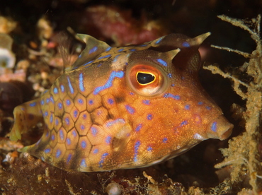 Thornback Cowfish - Lactoria fornasini - Anilao, Philippines Thornback Cowfish - Lactoria fornasini - Anilao, Philippines