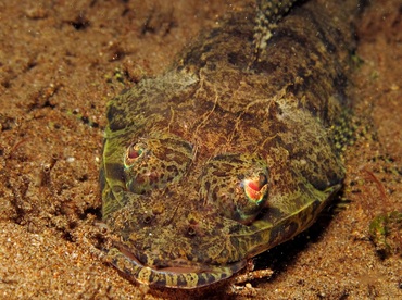 Thorny Flathead - Rogadius pristiger - Dumaguete, Philippines