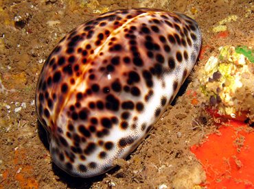 Tiger Cowry - Cypraea tigris - Lanai, Hawaii Tiger Cowry - Cypraea tigris - Lanai, Hawaii