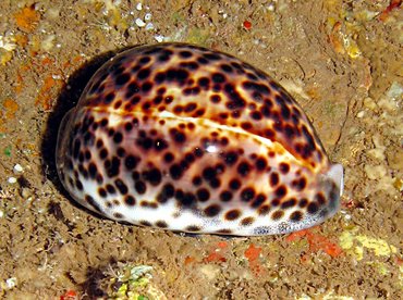 Tiger Cowry - Cypraea tigris - Lanai, Hawaii Tiger Cowry - Cypraea tigris - Lanai, Hawaii