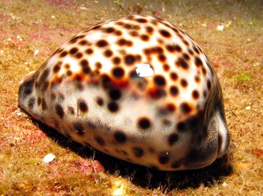 Tiger Cowry - Cypraea tigris - Lanai, Hawaii Tiger Cowry - Cypraea tigris - Lanai, Hawaii