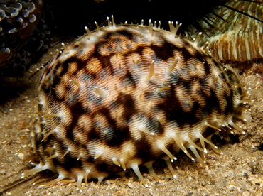 Tiger Cowry - Cypraea tigris - Lembeh Strait, Indonesia Tiger Cowry - Cypraea tigris - Lembeh Strait, Indonesia