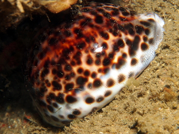 Tiger Cowry - Cypraea tigris - Lembeh Strait, Indonesia Tiger Cowry - Cypraea tigris - Lembeh Strait, Indonesia