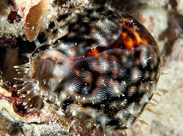 Tiger Cowry - Cypraea tigris - Palau Tiger Cowry - Cypraea tigris - Palau