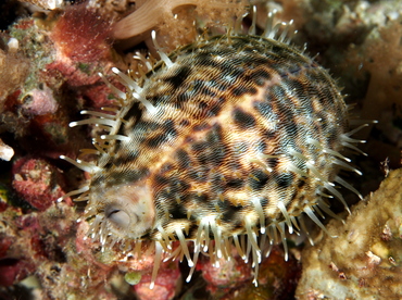 Tiger Cowry - Cypraea tigris - Palau Tiger Cowry - Cypraea tigris - Palau