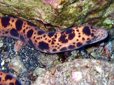 Tiger Snake Moray Eel - Scuticaria tigrina - Maui, Hawaii Tiger Snake Moray Eel - Scuticaria tigrina - Maui, Hawaii