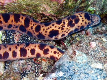 Tiger Snake Moray Eel - Scuticaria tigrina - Maui, Hawaii Tiger Snake Moray Eel - Scuticaria tigrina - Maui, Hawaii