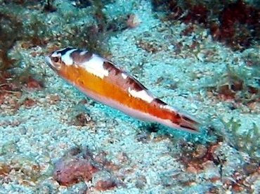 Tobaccofish - Serranus tabacarius - Cozumel, Mexico Tobaccofish - Serranus tabacarius - Cozumel, Mexico