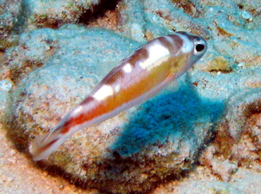 Tobaccofish - Serranus tabacarius - Grand Cayman Tobaccofish - Serranus tabacarius - Grand Cayman