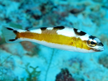 Tobaccofish - Serranus tabacarius - Cozumel, Mexico Tobaccofish - Serranus tabacarius - Cozumel, Mexico
