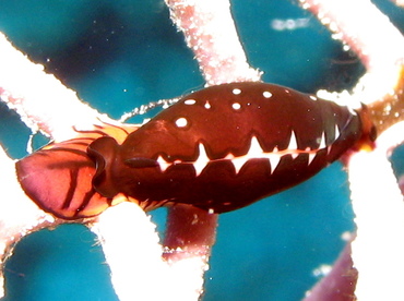 Triangular Cyphoma - Cyphoma sp. 1 - Nassau, Bahamas