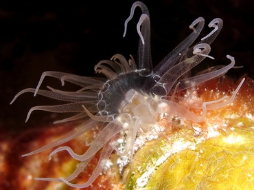 Tutle Grass Anemone - Viatrix globulifera - Bonaire