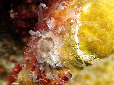 Tutle Grass Anemone - Viatrix globulifera - Bonaire