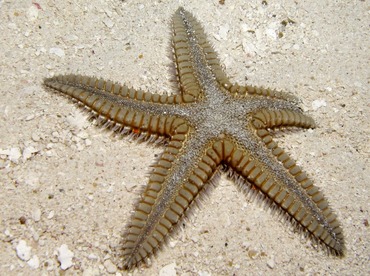 Two-Spined Sea Star - Astropecten duplicatus - Belize Two-Spined Sea Star - Astropecten duplicatus - Belize