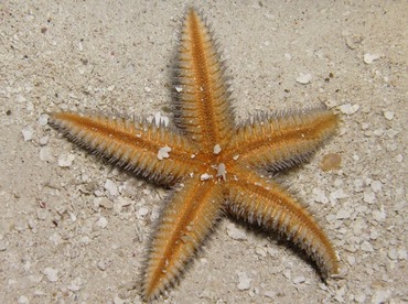 Two-Spined Sea Star - Astropecten duplicatus - Belize Two-Spined Sea Star - Astropecten duplicatus - Belize