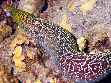 Undulated Moray Eel - Gymnothorax undulatus - Big Island, Hawaii Undulated Moray Eel - Gymnothorax undulatus - Big Island, Hawaii