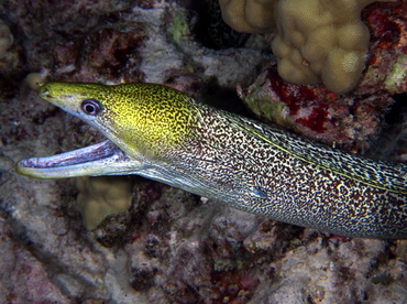 Undulated Moray Eel - Gymnothorax undulatus - Big Island, Hawaii Undulated Moray Eel - Gymnothorax undulatus - Big Island, Hawaii