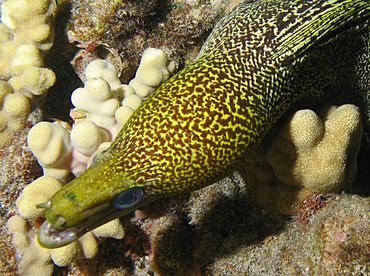 Undulated Moray Eel - Gymnothorax undulatus - Big Island, Hawaii Undulated Moray Eel - Gymnothorax undulatus - Big Island, Hawaii