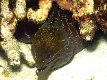 Undulated Moray Eel - Gymnothorax undulatus - Yap, Micronesia Undulated Moray Eel - Gymnothorax undulatus - Yap, Micronesia