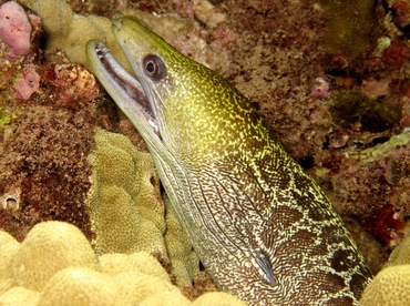 Undulated Moray Eel - Gymnothorax undulatus - Maui, Hawaii Undulated Moray Eel - Gymnothorax undulatus - Maui, Hawaii