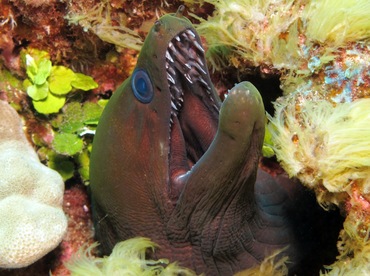 Undulated Moray Eel - Gymnothorax undulatus - Maui, Hawaii Undulated Moray Eel - Gymnothorax undulatus - Maui, Hawaii