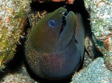 Undulated Moray Eel - Gymnothorax undulatus - Big Island, Hawaii Undulated Moray Eel - Gymnothorax undulatus - Big Island, Hawaii