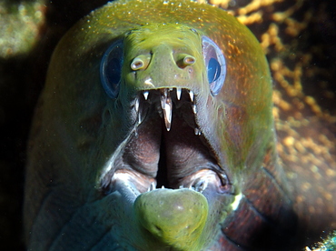 Undulated Moray Eel - Gymnothorax undulatus - Big Island, Hawaii Undulated Moray Eel - Gymnothorax undulatus - Big Island, Hawaii