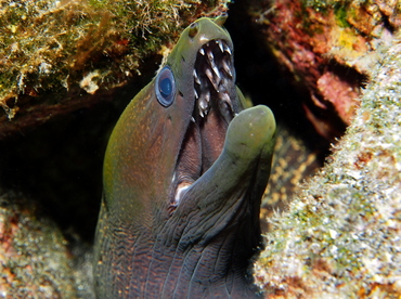 Undulated Moray Eel - Gymnothorax undulatus - Big Island, Hawaii Undulated Moray Eel - Gymnothorax undulatus - Big Island, Hawaii