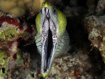 Undulated Moray Eel - Gymnothorax undulatus - Big Island, Hawaii Undulated Moray Eel - Gymnothorax undulatus - Big Island, Hawaii