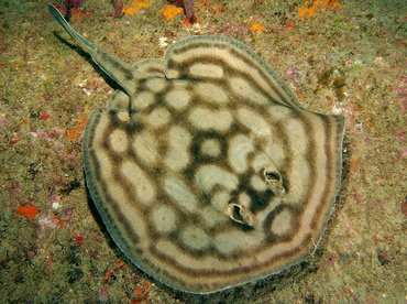 Reef Stingray - Urobatis concentricus - Cabo San Lucas, Mexico Reef Stingray - Urobatis concentricus - Cabo San Lucas, Mexico