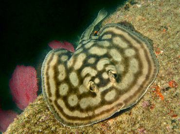 Reef Stingray - Urobatis concentricus - Cabo San Lucas, Mexico Reef Stingray - Urobatis concentricus - Cabo San Lucas, Mexico