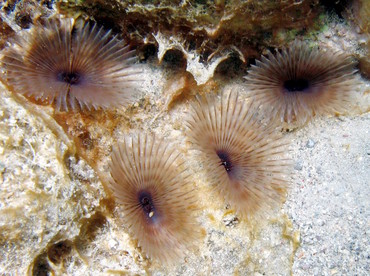 Variegated Feather Duster - Bispira variegata - St Kitts