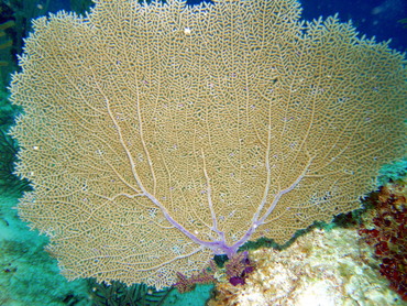 Venus Sea Fan - Gorgonia flabellum - Nassau, Bahamas Venus Sea Fan - Gorgonia flabellum - Nassau, Bahamas