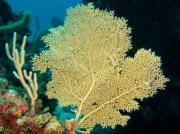 Venus Sea Fan - Gorgonia flabellum - The Exumas, Bahamas Venus Sea Fan - Gorgonia flabellum - The Exumas, Bahamas