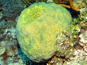 Verongula reiswigi - Verongula reiswigi - Bonaire Verongula reiswigi - Verongula reiswigi - Bonaire
