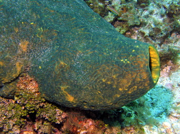Verongula reiswigi - Verongula reiswigi - Roatan, Honduras Verongula reiswigi - Verongula reiswigi - Roatan, Honduras