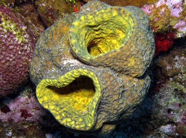 Verongula reiswigi - Verongula reiswigi - Cozumel, Mexico Verongula reiswigi - Verongula reiswigi - Cozumel, Mexico